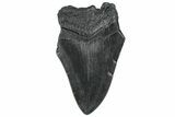 Bargain, Fossil Megalodon Tooth - South Carolina #300131-1